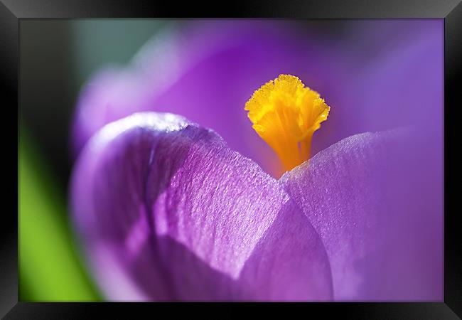 Crocus Framed Print by Mary Lane