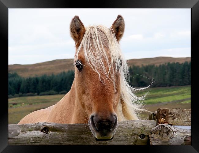 Horsie Framed Print by Mary Lane