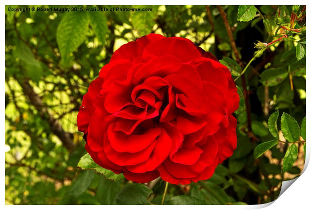  Red Rose Print by Robert Murray