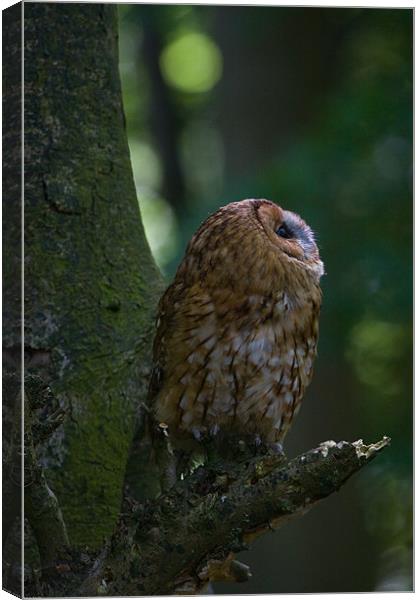 Tawny Owl Canvas Print by Kevin Baxter