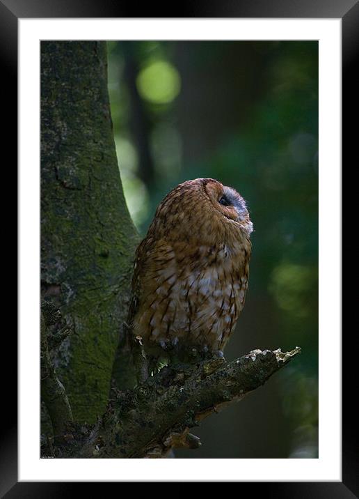 Tawny Owl Framed Mounted Print by Kevin Baxter