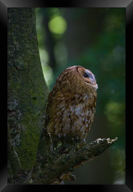 Tawny Owl Framed Print by Kevin Baxter