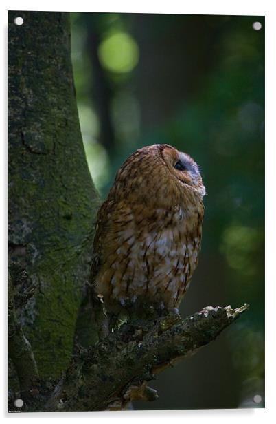 Tawny Owl Acrylic by Kevin Baxter