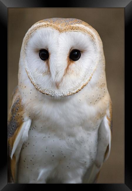 Barn Owl Framed Print by Kevin Baxter