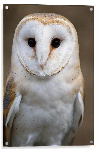 Barn Owl Acrylic by Kevin Baxter