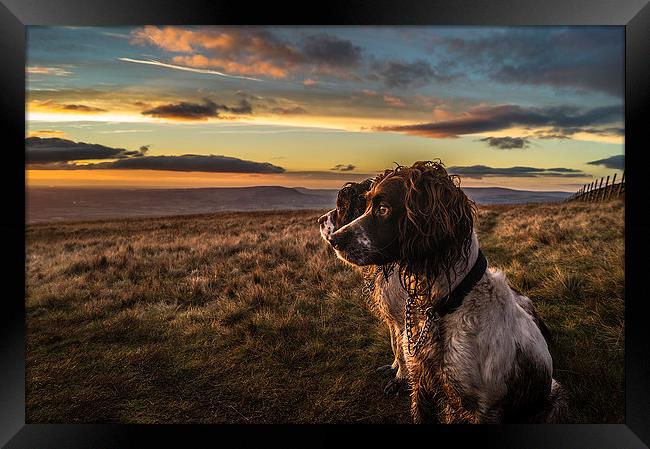  Springer Spaniels up Pendle Hill at sunset Framed Print by Graham Pickavance