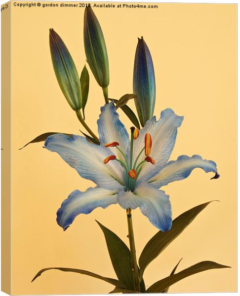  A beautiful Blue Lily Canvas Print by Gordon Dimmer