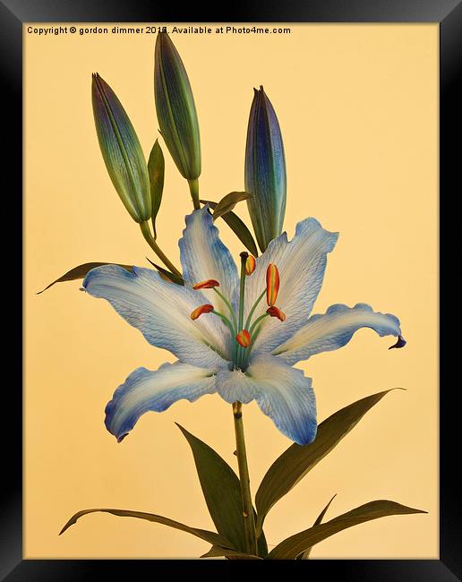  A beautiful Blue Lily Framed Print by Gordon Dimmer