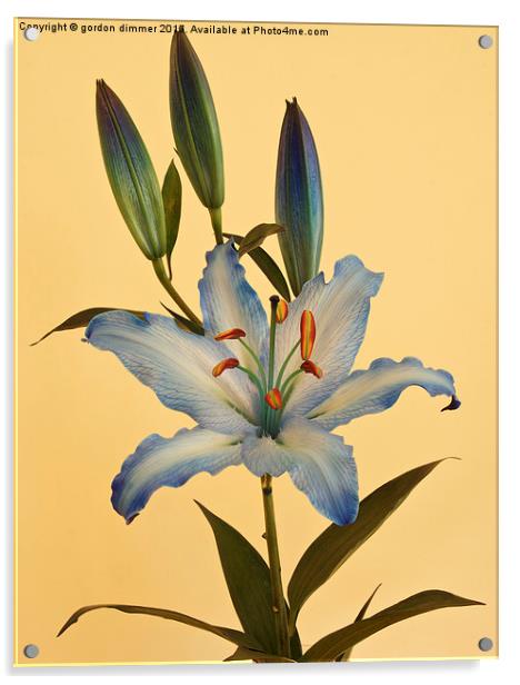  A beautiful Blue Lily Acrylic by Gordon Dimmer