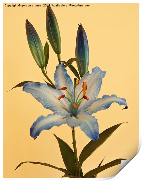  A beautiful Blue Lily Print by Gordon Dimmer