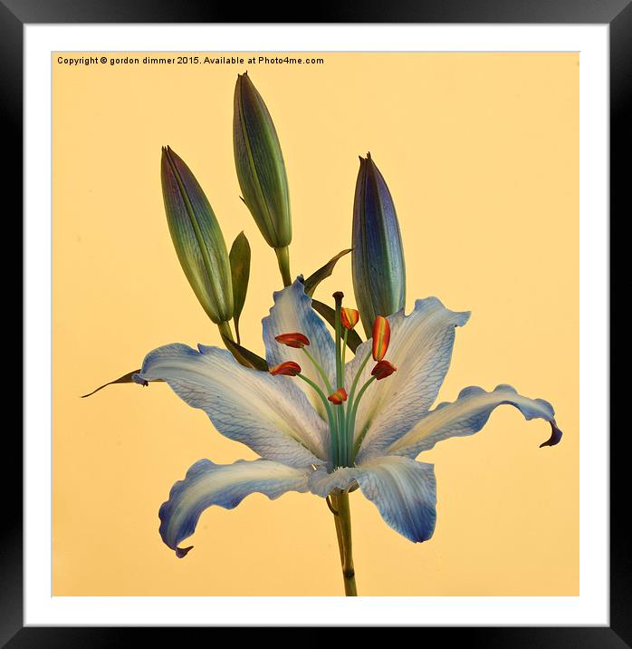 Photograph of a beautiful Blue Lily Framed Mounted Print by Gordon Dimmer