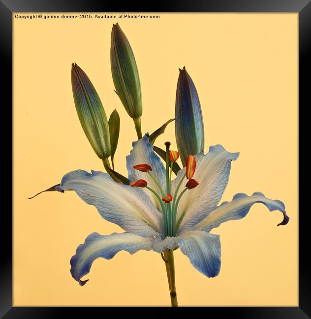 Photograph of a beautiful Blue Lily Framed Print by Gordon Dimmer