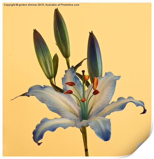 Photograph of a beautiful Blue Lily Print by Gordon Dimmer