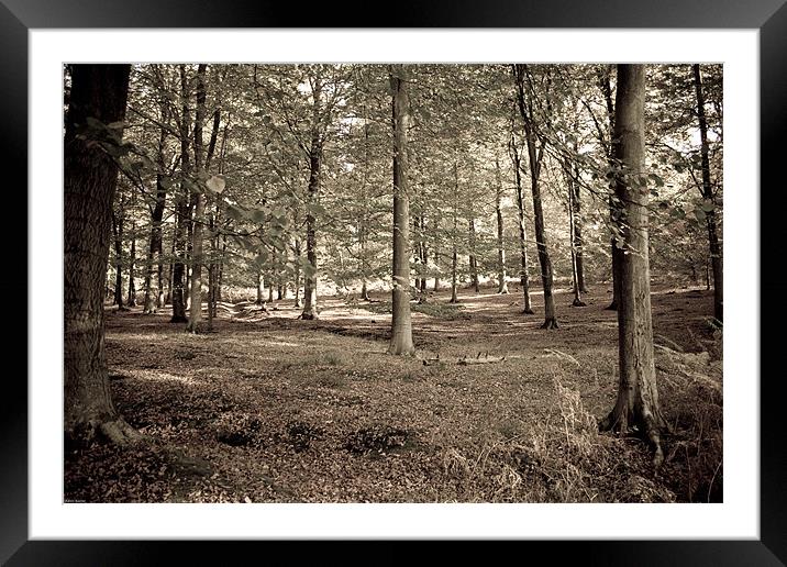 Woodland Framed Mounted Print by Kevin Baxter