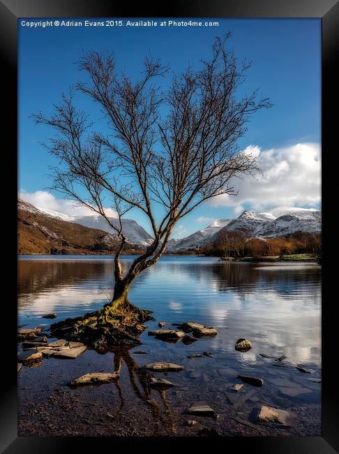 Lone Tree Llanberis Snowdonia Framed Print by Adrian Evans