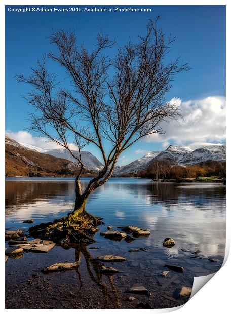 Lone Tree Llanberis Snowdonia Print by Adrian Evans