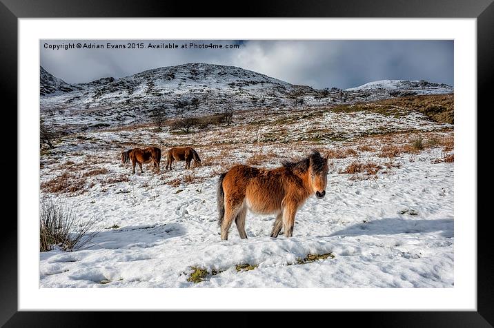 Feral Horse Nant Ffrancon Pass Snowdonia  Framed Mounted Print by Adrian Evans