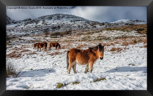 Feral Horse Nant Ffrancon Pass Snowdonia  Framed Print by Adrian Evans