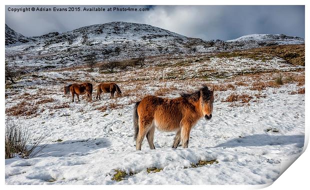 Feral Horse Nant Ffrancon Pass Snowdonia  Print by Adrian Evans