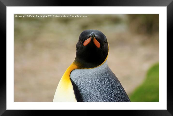  What You Looking At ? Framed Mounted Print by Peter Farrington