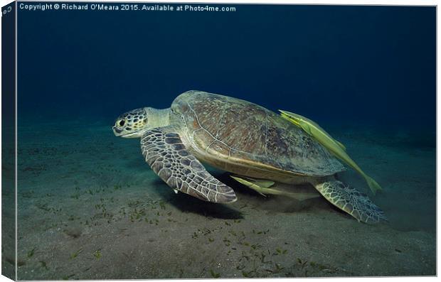 Green Turtle with two Remoras  Canvas Print by Richard O'Meara