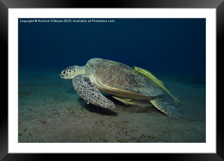 Green Turtle with two Remoras  Framed Mounted Print by Richard O'Meara