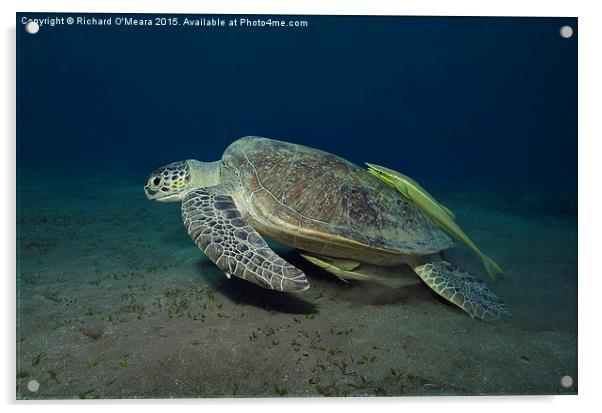 Green Turtle with two Remoras  Acrylic by Richard O'Meara