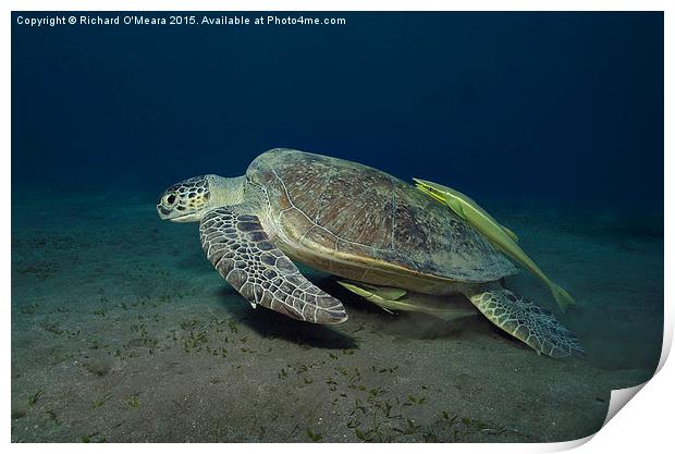 Green Turtle with two Remoras  Print by Richard O'Meara