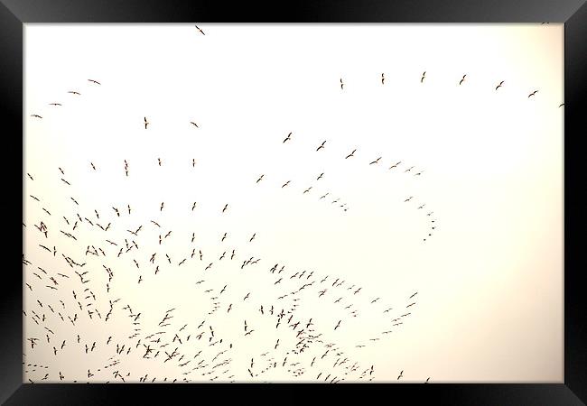 a Flock of seagulls Framed Print by Gavin Wilson