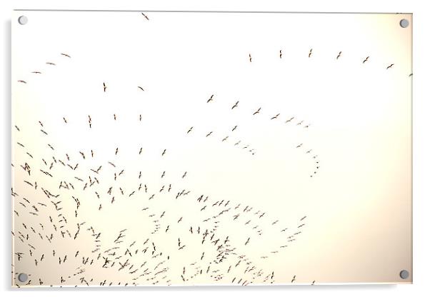 a Flock of seagulls Acrylic by Gavin Wilson