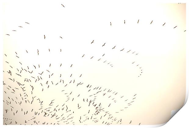 a Flock of seagulls Print by Gavin Wilson