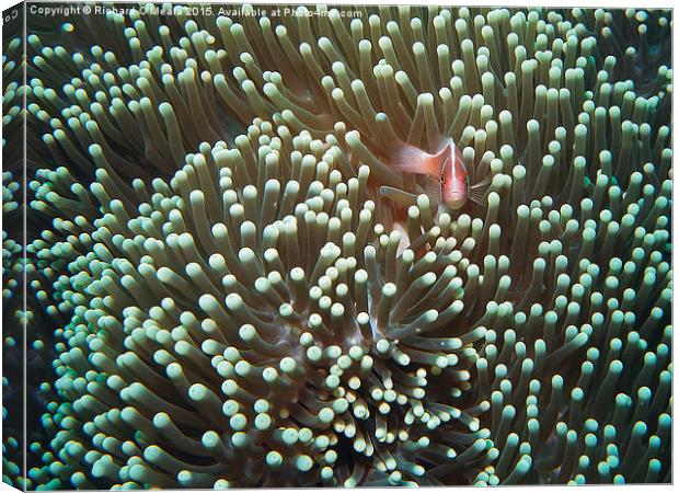 Sea Anemone with Pink Skunk Clownfish  Canvas Print by Richard O'Meara