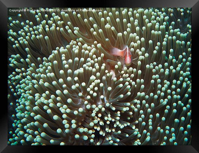 Sea Anemone with Pink Skunk Clownfish  Framed Print by Richard O'Meara