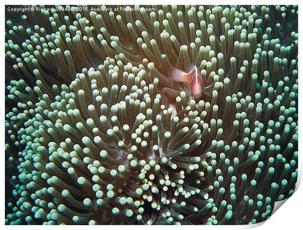 Sea Anemone with Pink Skunk Clownfish  Print by Richard O'Meara