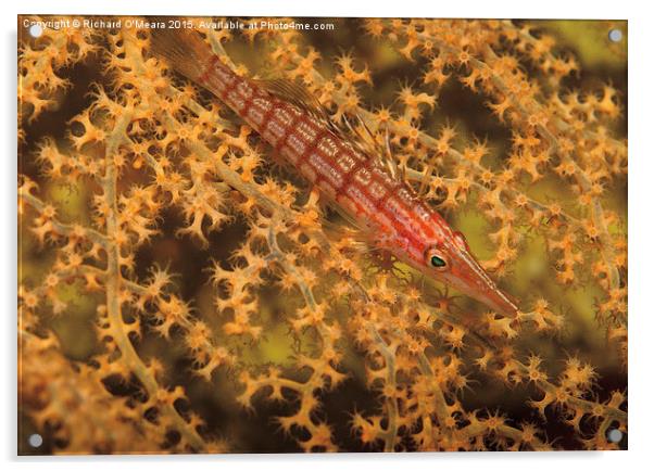 Longnose Hawkfish in Fan Coral Acrylic by Richard O'Meara