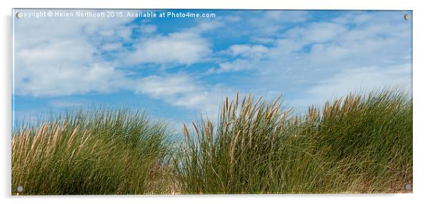 Marram Grass and Sky i Acrylic by Helen Northcott