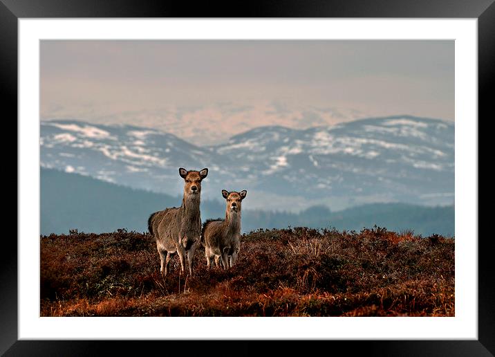   Sika Deer Framed Mounted Print by Macrae Images