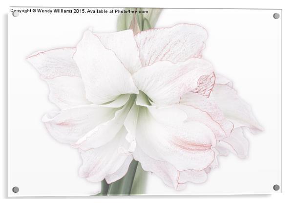  Amaryllis Acrylic by Wendy Williams CPAGB