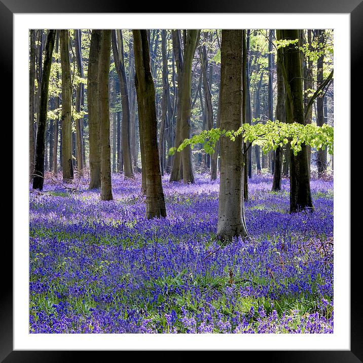  Bluebell Woodland Framed Mounted Print by Tony Bates