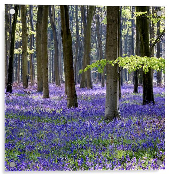  Bluebell Woodland Acrylic by Tony Bates