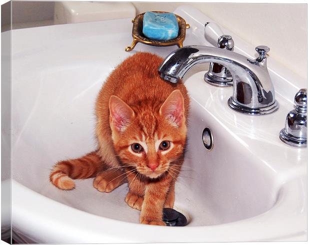 Kitten in Sink  Canvas Print by james balzano, jr.