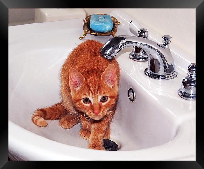 Kitten in Sink  Framed Print by james balzano, jr.