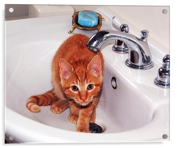 Kitten in Sink  Acrylic by james balzano, jr.