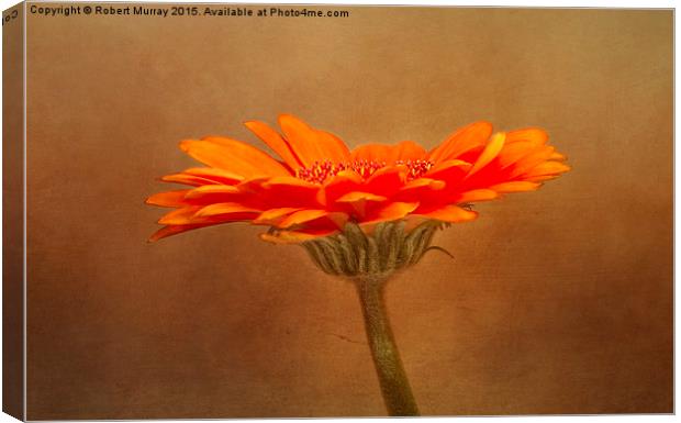  Orange Gerbera Canvas Print by Robert Murray
