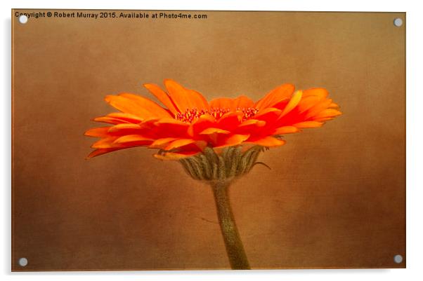  Orange Gerbera Acrylic by Robert Murray