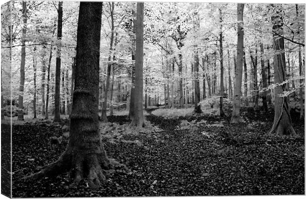 White woods Canvas Print by Kevin Baxter