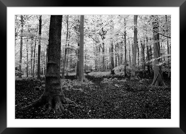 White woods Framed Mounted Print by Kevin Baxter