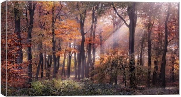  Autumn Light Canvas Print by Ceri Jones
