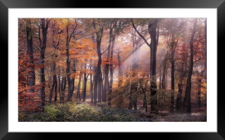  Autumn Light Framed Mounted Print by Ceri Jones