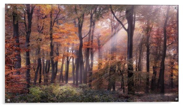  Autumn Light Acrylic by Ceri Jones